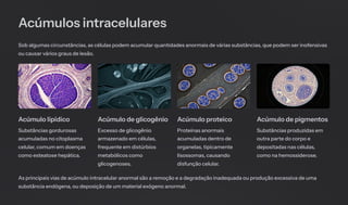Acúmulos intracelulares
Sob algumas circunstâncias, as células podem acumular quantidades anormais de várias substâncias, que podem ser inofensivas
ou causar vários graus de lesão.
Acúmulo lipídico
Substâncias gordurosas
acumuladas no citoplasma
celular, comum em doenças
como esteatose hepática.
Acúmulo de glicogênio
Excesso de glicogênio
armazenado em células,
frequente em distúrbios
metabólicos como
glicogenoses.
Acúmulo proteico
Proteínas anormais
acumuladas dentro de
organelas, tipicamente
lisossomas, causando
disfunção celular.
Acúmulo de pigmentos
Substâncias produzidas em
outra parte do corpo e
depositadas nas células,
como na hemossiderose.
As principais vias de acúmulo intracelular anormal são a remoção e a degradação inadequada ou produção excessiva de uma
substância endógena, ou deposição de um material exógeno anormal.
 