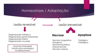 Homeostase / Adaptação
Lesão reversível Lesão irreversível
Degeneração hidrópica
Degeneração gorda (esteatose)
Degeneração hialina
Degeneração mucoide
Acúmulo intracelular
Calcificação patológica
Envelhecimento
Necrose Apoptose
Necrose coagulativa
Gangrena
Necrose liquefativa
Esteatonecrose
Necrose caseosa
Fisiológica
Patológica
 