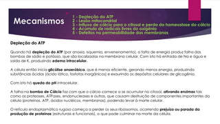 Mecanismos

1 - Depleção do ATP
2 - Lesão mitocondrial
3 - Influxo de cálcio para o citosol e perda da homeostase do cálcio
4 - Acúmulo de radicais livres do oxigênio
5 - Defeitos na permeabilidade das membranas
Depleção do ATP
Quando há depleção do ATP (por anoxia, isquemia, envenenamento), a falta de energia produz falha das
bombas de sódio e potássio, que são localizadas na membrana celular. Com isto há entrada de Na e água e
saída de K, produzindo edema intracelular.
A célula então inicia glicólise anaeróbica, que é menos eficiente, gerando menos energia, produzindo
substâncias ácidas (ácido lático, fosfatos inorgânicos) e exaurindo os depósitos celulares de glicogênio.
Com isto há queda do pH intracelular.
A falha na bomba de Cálcio faz com que o cálcio comece a se acumular no citosol, ativando enzimas tais
como as proteases, ATPases, endonucleases e outras, que causam destruição de componentes importantes da
célula (proteínas, ATP, ácidos nucléicos, membranas), podendo levar à morte celular.
O retículo endoplasmático rugoso começa a perder os seus ribossomos, ocorrendo prejuízo ou parada da
produção de proteínas (estruturais e funcionais), o que pode culminar na morte da célula.
 