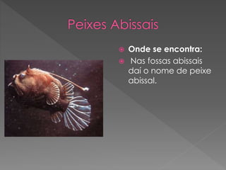  Onde se encontra:
 Nas fossas abissais
daí o nome de peixe
abissal.
 