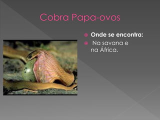  Onde se encontra:
 Na savana e
na África.
 