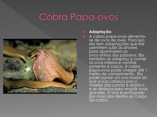  Adaptação:
 A cobra papa-ovos alimenta-
se de ovos de aves. Para isso,
ela tem adaptações que lhe
permitem subir ás árvores
para apanharem os
ovos ninhos dos pássaros. Ela
também se adaptou a comer
os ovos inteiros e vomitar
somente a casca. A cobra
papa-ovos pode chegar até 1
metro de comprimento. Ela
pode comer um ovo maior do
que a sua cabeça pois o
maxilar das cobras é elástico
e se desloca para engolir ovos
grandes. O ovo é esmagado
por músculos dentro do corpo
da cobra.
 
