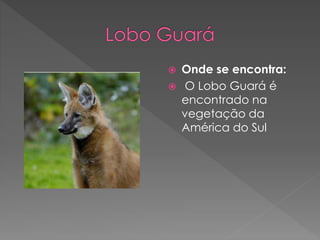  Onde se encontra:
 O Lobo Guará é
encontrado na
vegetação da
América do Sul
 