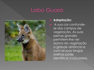  Adaptação:
 A sua cor confunde-
se dos campos de
vegetação. As suas
pernas grandes
permitem-lhe ver
acima da vegetação
a grande distância e
com as suas longas
orelhas pode
identificar a sua presa.
 