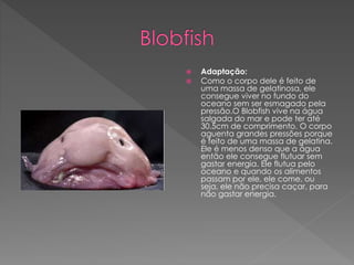  Adaptação:
 Como o corpo dele é feito de
uma massa de gelatinosa, ele
consegue viver no fundo do
oceano sem ser esmagado pela
pressão.O Blobfish vive na água
salgada do mar e pode ter até
30.5cm de comprimento. O corpo
aguenta grandes pressões porque
é feito de uma massa de gelatina.
Ele é menos denso que a água
então ele consegue flutuar sem
gastar energia. Ele flutua pelo
oceano e quando os alimentos
passam por ele, ele come, ou
seja, ele não precisa caçar, para
não gastar energia.
 