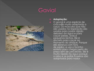  Adaptação:
 O gavial é uma espécie de
crocodilo muito adaptada a
caça. Os músculos que não
são usados na respiração são
usados para nadar rápido
debaixo da água e para
caçar peixes, aves e
pequenos bichos. Ele é
discreto para caçar ao
momento do ataque. Porque
ele disfarça com tons
de pedra, e usa o focinho
estreito para chegar perto da
presa sem ser percebido. Ele é
muito rápido na água porque
o rabo e as patas traseiras são
adaptadas para nadar.
 