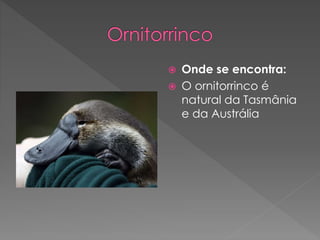 Onde se encontra:
 O ornitorrinco é
natural da Tasmânia
e da Austrália
 