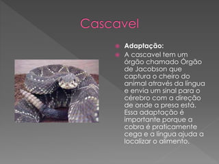  Adaptação:
 A cascavel tem um
órgão chamado Órgão
de Jacobson que
captura o cheiro do
animal através da língua
e envia um sinal para o
cérebro com a direção
de onde a presa está.
Essa adaptação é
importante porque a
cobra é praticamente
cega e a língua ajuda a
localizar o alimento.
 