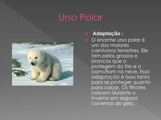  Adaptação :
 O enorme urso polar é
um dos maiores
carnívoros terrestres. Ele
tem pelos grossos e
brancos que o
protegem do frio e o
camuflam na neve. Essa
adaptação é boa tanto
para se proteger quanto
para caçar. Os filhotes
nascem durante o
inverno em seguras
cavernas de gelo.
 