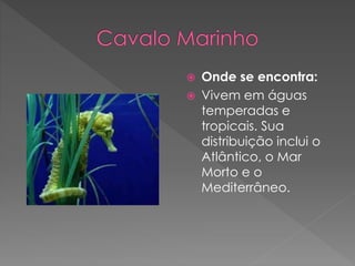  Onde se encontra:
 Vivem em águas
temperadas e
tropicais. Sua
distribuição inclui o
Atlântico, o Mar
Morto e o
Mediterrâneo.
 