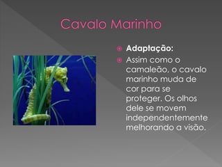  Adaptação:
 Assim como o
camaleão, o cavalo
marinho muda de
cor para se
proteger. Os olhos
dele se movem
independentemente
melhorando a visão.
 