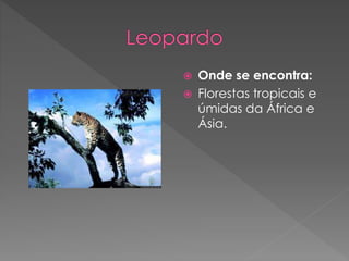  Onde se encontra:
 Florestas tropicais e
úmidas da África e
Ásia.
 