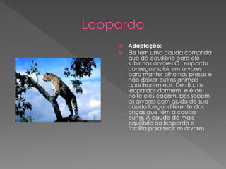  Adaptação:
 Ele tem uma cauda comprida
que dá equilíbrio para ele
subir nas árvores.O Leopardo
consegue subir em árvores
para manter olho nas presas e
não deixar outros animais
apanharem-nas. De dia, os
leopardos dormem, e é de
noite eles caçam. Eles sobem
as árvores com ajuda de sua
cauda longa, diferente das
onças que têm a cauda
curta. A cauda dá mais
equilíbrio ao leopardo e
facilita para subir as árvores.
 