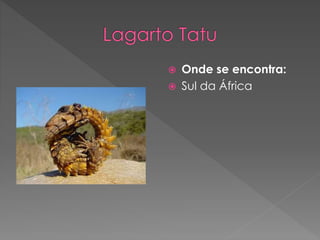  Onde se encontra:
 Sul da África
 
