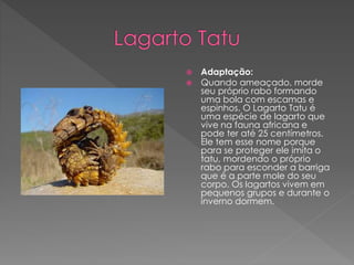  Adaptação:
 Quando ameaçado, morde
seu próprio rabo formando
uma bola com escamas e
espinhos. O Lagarto Tatu é
uma espécie de lagarto que
vive na fauna africana e
pode ter até 25 centímetros.
Ele tem esse nome porque
para se proteger ele imita o
tatu, mordendo o próprio
rabo para esconder a barriga
que é a parte mole do seu
corpo. Os lagartos vivem em
pequenos grupos e durante o
inverno dormem.
 