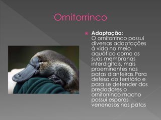  Adaptação:
O ornitorrinco possui
diversas adaptações
á vida no meio
aquático como as
suas membranas
interdigitais, mais
proeminentes nas
patas dianteiras.Para
defesa do território e
para se defender dos
predadores o
ornitorrinco macho
possui esporos
venenosos nas patas
 