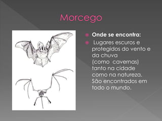  Onde se encontra:
 Lugares escuros e
protegidos do vento e
da chuva
(como cavernas)
tanto na cidade
como na natureza.
São encontrados em
todo o mundo.
 