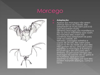  Adaptação:
 Apesar dos morcegos não serem
animais típicos da cidade, eles
adaptaram-se muito bem pois é lá
que encontram muito
alimento.Morcegos são mamíferos e
são os únicos mamíferos que voam.
Na natureza eles vivem nas
cavernas mas adaptaram-se para
viver na cidade, em
telhados, passagens estreitas e
copas de árvore. Eles saem para
caçar no fim da tarde por que eles
não gostam da luz. Uma dica para
espantar os morcegos é iluminar o
local em que ele está para ele ir
embora. Os principais inimigos dos
morcegos na cidade são os gatos e
os humanos, que procuram
espantar os morcegos por que eles
podem transmitir doenças, como a
raiva.
 