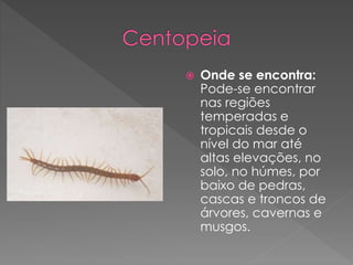  Onde se encontra:
Pode-se encontrar
nas regiões
temperadas e
tropicais desde o
nível do mar até
altas elevações, no
solo, no húmes, por
baixo de pedras,
cascas e troncos de
árvores, cavernas e
musgos.
 