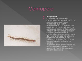  Adaptação:
 O número de patas das
centopeia são desde 15 a 191 e
é sempre número impar
impedindo que sejam
exatamente 100, a maioria das
espécies de centopeias usa as
patas para poder entrar na terra
e tapar o buraco logo a seguir
como modo de defesas
centopeias possuem uma garra
de veneno situada no primeiro
segmento do corpo, o seu
veneno não é perigoso para o
homem exceto em caso de
alergia.
As pernas anais encontradas no
último segmento servem para
atacar na forma de pinça ou
servem de antena.
 