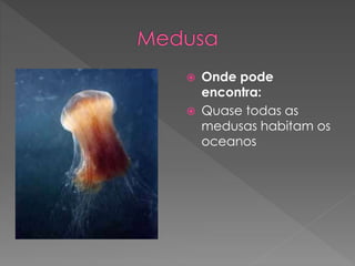  Onde pode
encontra:
 Quase todas as
medusas habitam os
oceanos
 