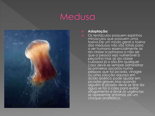  Adaptação:
 Os tentáculos possuem espinhos
minúsculos que possuem uma
toxina.De um modo geral a toxina
das medusas não são fatais para
o ser humano essencialmente as
da classe scyphozoa a não ser
que a pessoa seja vulnerável á
peçonha mas as da classe
cubozoa já o são.Em qualquer
caso deve-se sempre administrar
os primeiros socorros numa
pessoas que foi picada, vinagre
ou uma solução aquosa em
ácido acético pode ajudar em
picadas graves.Mas quando
alguém é picado deve se tirar da
água se for o caso para evitar
afogamento e levar ás urgências
se apresentar sintomas de um
choque anafilático.
 