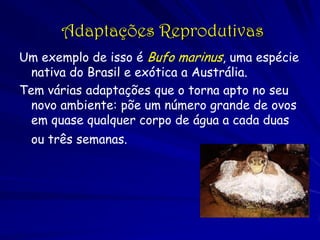 Adaptações Reprodutivas
Um exemplo de isso é Bufo marinus, uma espécie
  nativa do Brasil e exótica a Austrália.
Tem vária...