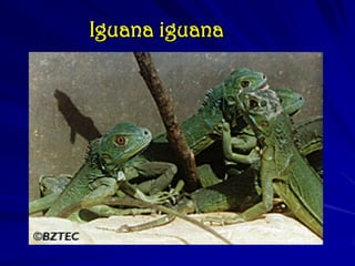 Iguana iguana
 