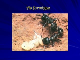As formigas
 