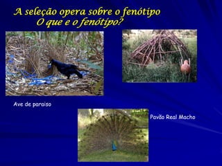 A seleção opera sobre o fenótipo
        O que e o fenótipo?




Ave de paraiso

                              Pavão Real Macho
 