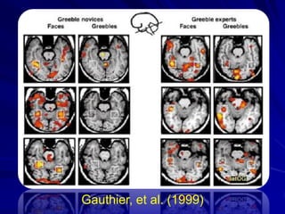 Gauthier, et al. (1999)
 