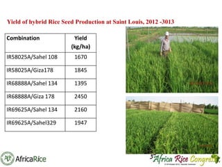 Th1_Adaptation of hybrid rice technology in West Africa | PPT