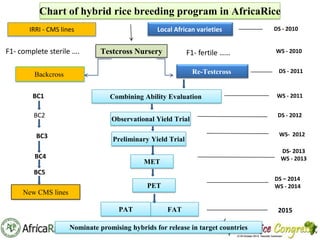 Th82 Hybrid Rice Th1_Adaptation of hybrid rice technology in West Africa | PPT