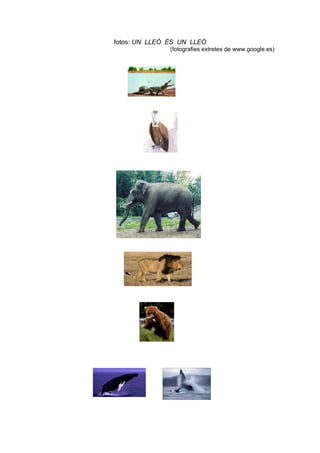 fotos: UN LLEÓ ÉS UN LLEÓ
               (fotografies extretes de www.google.es)
 