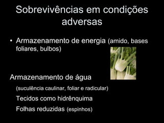 Sobrevivências em condições
          adversas
• Armazenamento de energia (amido, bases
 foliares, bulbos)



Armazenamento de água
 (suculência caulinar, foliar e radicular)
 Tecidos como hidrênquima
 Folhas reduzidas (espinhos)
 