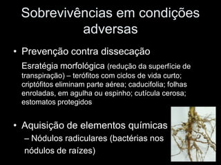 Sobrevivências em condições
          adversas
• Prevenção contra dissecação
 Esratégia morfológica (redução da superfície de
 transpiração) – terófitos com ciclos de vida curto;
 criptófitos eliminam parte aérea; caducifolia; folhas
 enroladas, em agulha ou espinho; cutícula cerosa;
 estomatos protegidos


• Aquisição de elementos químicas
  – Nódulos radiculares (bactérias nos
  nódulos de raízes)
 