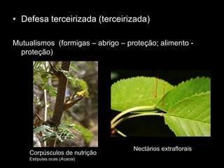 • Defesa terceirizada (terceirizada)

Mutualismos (formigas – abrigo – proteção; alimento -
  proteção)




                                   Nectários extraflorais
    Corpúsculos de nutrição
    Estípulas ocas (Acacia)
 
