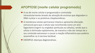 APOPTOSE (morte celular programada)
 A via de morte celular é programada e controlada
intracelularmente através da ativação de enzimas que degradam o
DNA nuclear e as proteínas citoplasmáticas.
 A membrana celular permanece intacta e apresenta alteração
estrutural para que a célula seja reconhecida como um alvo
fagocitário (ingerir ou englobar partículas ou células), sendo que a
célula é eliminada rapidamente, de maneira a não dar tempo de o
seu conteúdo extravasar e causar a reação inflamatória que poderia
assemelhar-se à necrose tecidual.
 EXEMPLO: doenças degenerativas.
 