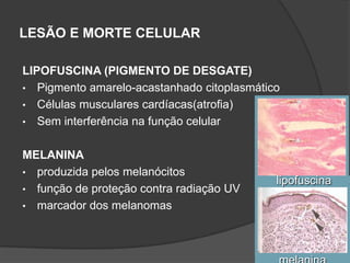 LESÃO E MORTE CELULAR

LIPOFUSCINA (PIGMENTO DE DESGATE)
• Pigmento amarelo-acastanhado citoplasmático
• Células musculares cardíacas(atrofia)
• Sem interferência na função celular


MELANINA
• produzida pelos melanócitos
                                            lipofuscina
• função de proteção contra radiação UV
• marcador dos melanomas
 