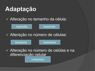 Adaptação
   Alteração no tamanho da célula:
       hipotrofia            hipertrofia


   Alteração no número de células:
      hipoplasia             hiperplasia


   Alteração no número de celúlas e na
    diferenciação celular
                    metaplasia
 