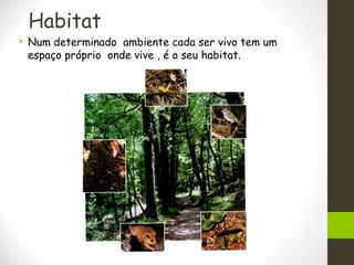 Habitat
• Num determinado ambiente cada ser vivo tem um
espaço próprio onde vive , é o seu habitat.
 