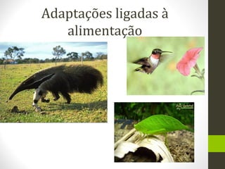 Adaptações ligadas à
alimentação
 