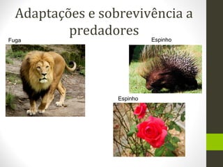 Adaptações e sobrevivência a
predadores
Fuga Espinho
Espinho
 