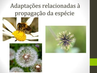 Adaptações relacionadas à
propagação da espécie
 