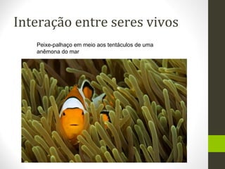 Interação entre seres vivos
Peixe-palhaço em meio aos tentáculos de uma
anêmona do mar
 