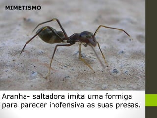 Aranha- saltadora imita uma formiga
para parecer inofensiva as suas presas.
MIMETISMO
 