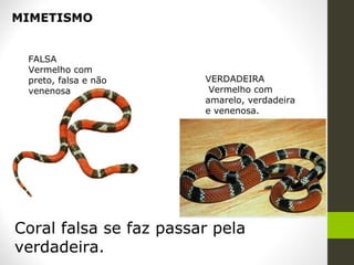 MIMETISMO
Coral falsa se faz passar pela
verdadeira.
Vermelho com preto, falsa e não venenosa.
FALSA
Vermelho com
preto, falsa e não
venenosa
VERDADEIRA
Vermelho com
amarelo, verdadeira
e venenosa.
 