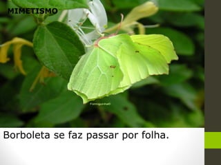 MIMETISMO
Borboleta se faz passar por folha.
 