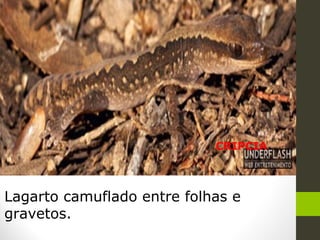 CRIPCIA
Lagarto camuflado entre folhas e
gravetos.
 