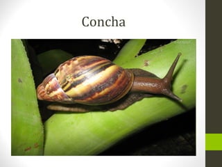 Concha
 